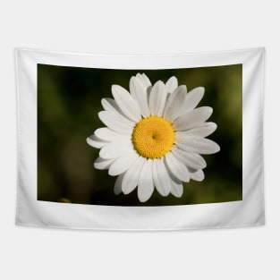 Dew covered Ox-eye Daisy Tapestry