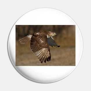 Red-tailed Hawk in Flight Pin