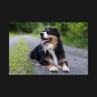 Australian Shepherd T-Shirt