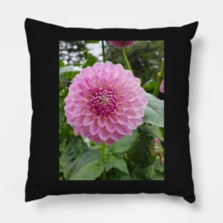 Rainy Pink Dahlia 2 Pillow