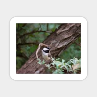 Carolina Chickadee On Photo Painted Trees Magnet