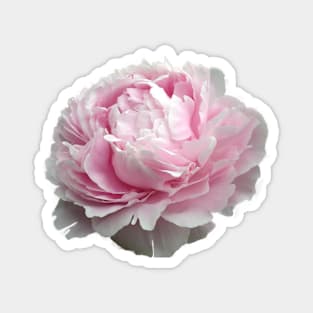 royal pink peony Magnet