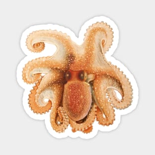 Vintage Octopus Salutii by Giacomo Merculiano Magnet