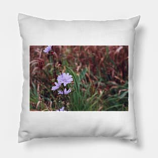 Chicory Flower Pillow