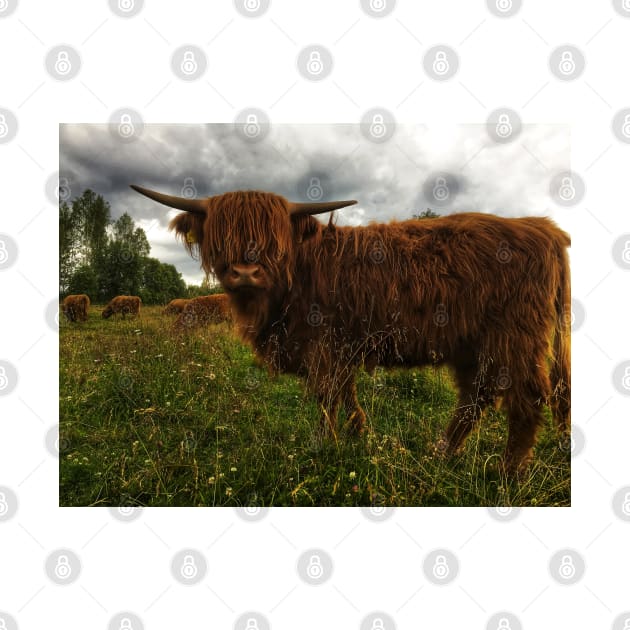 Scottish Highland Cattle Calf 2044 by SaarelaHighland