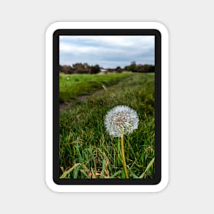 Dandelion (seeds) Magnet