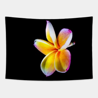 plumeria-flowers-frangipani-floral-blossom-petal-shirtyshirto-90 Tapestry