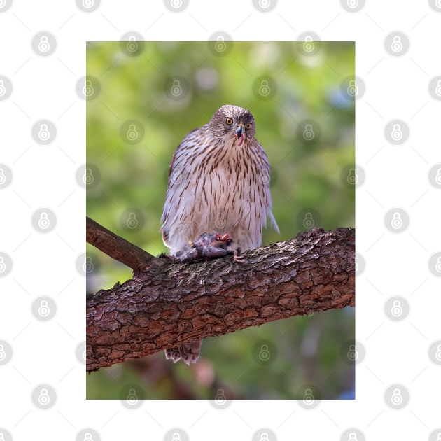 Mealtime - Coopers hawk by Jim Cumming