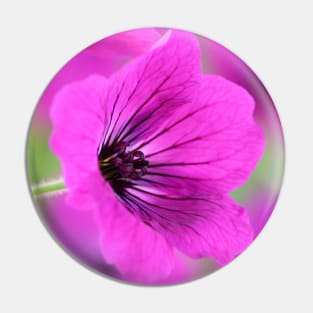 Geranium psilostemon  AGM  Armenian cranesbill Pin