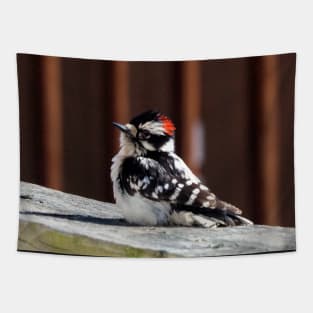 A Downy Woodpecker Sitting On My Deck Tapestry