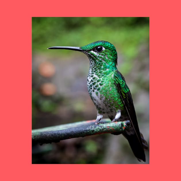 Green-crowned brilliant hummingbird by Juhku