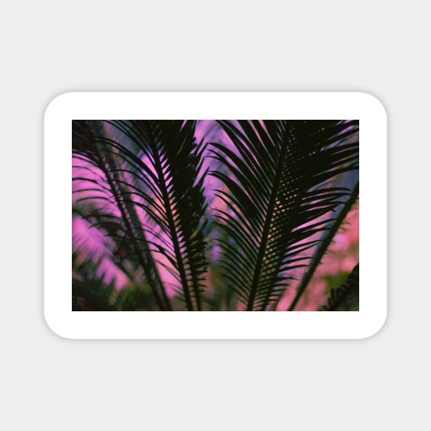 Pink Sunset Palm Leaf Magnet by NewburyBoutique