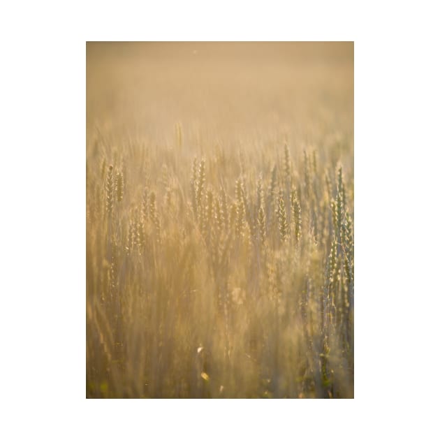 Common Wheat by ansaharju