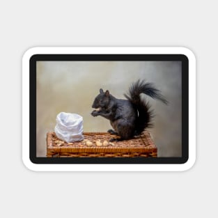 Black squirrel enjoys a bag of peanuts Magnet