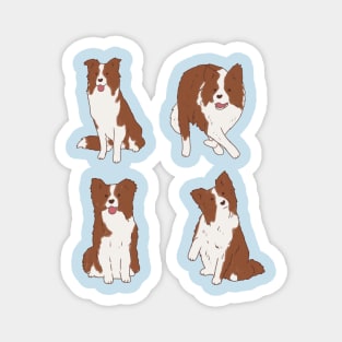 Brown border collie pack Magnet