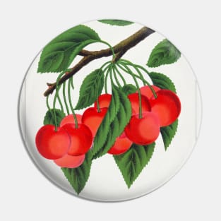 Early Richmond cherry Lithograph (1900) Pin