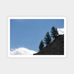 Fir Trees on Mountain Slope Alpine Alps White Cloud Magnet