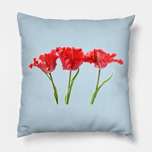 Tulipa  &#39;Garden Fire&#39;   Parrot Tulip Pillow