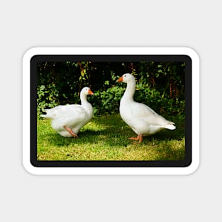 Two White Geese - Each Goose Looking At The Other Magnet