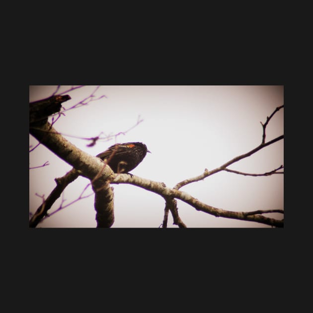 male red winged black bird in a tree by DlmtleArt