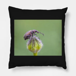 Nettle Weevil on Buttercup Bud Pillow