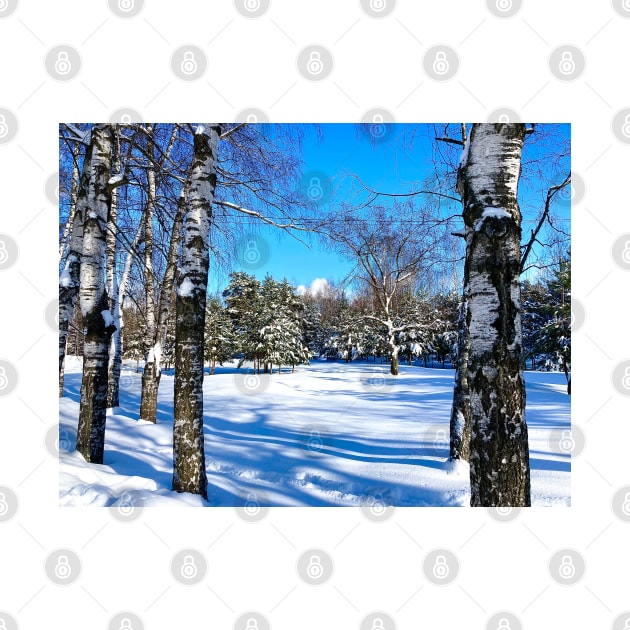 Scenery at the Sormovsky Park in Nizhny Novgorod with birches, trunks, coniferous trees, snow by KristinaDrozd