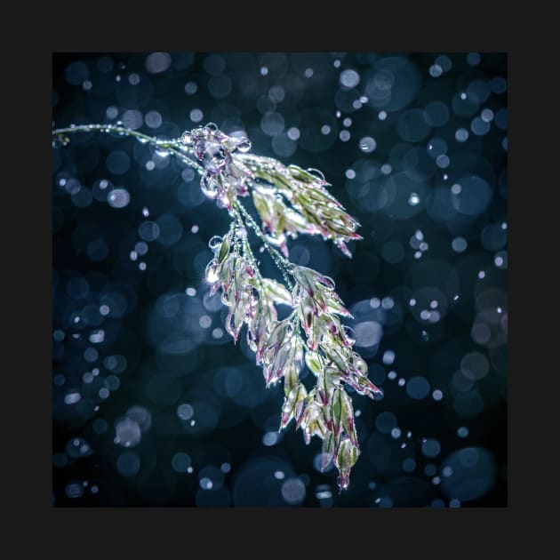 Meadowgrass in Rain by TonyNorth