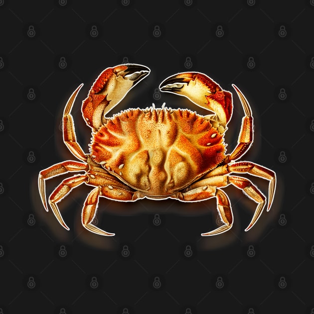 Crab drawing in vintage style by Marccelus