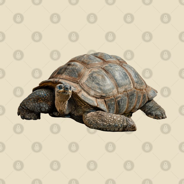 Giant Tortoise by dalyndigaital2@gmail.com