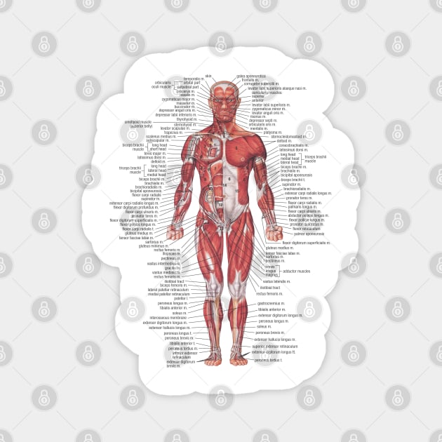 Muscular System of the Human Body Magnet by Bugsponge