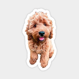 Cockapoo Cavapoo Labradoodle Goldendoodle Doodles Magnet