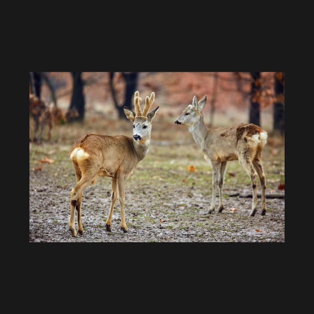 Roe deer family by naturalis