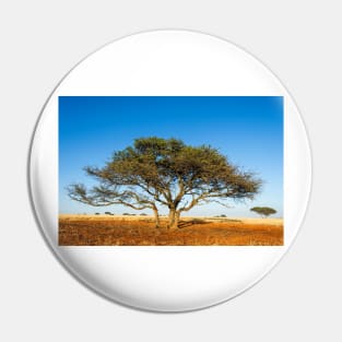 Camel thorn acacia tree in the Kalahari (C021/1700) Pin