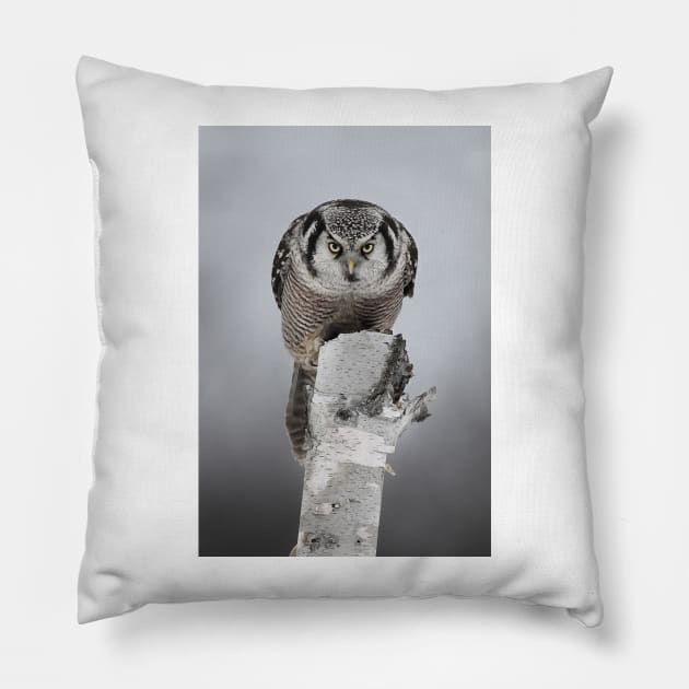 Northern Hawk-Owl Stare Pillow by Jim Cumming