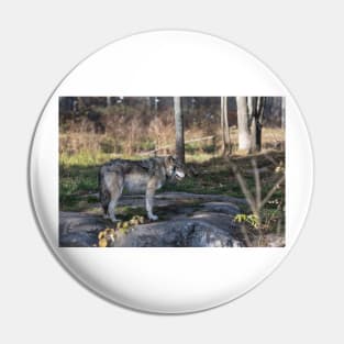 A lone timber wolf in the woods Pin