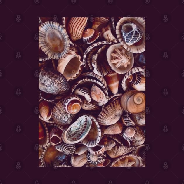 Natural Seashells by LupiJr