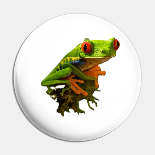 Green lake frog on the moss Pin by CONCEPTDVS