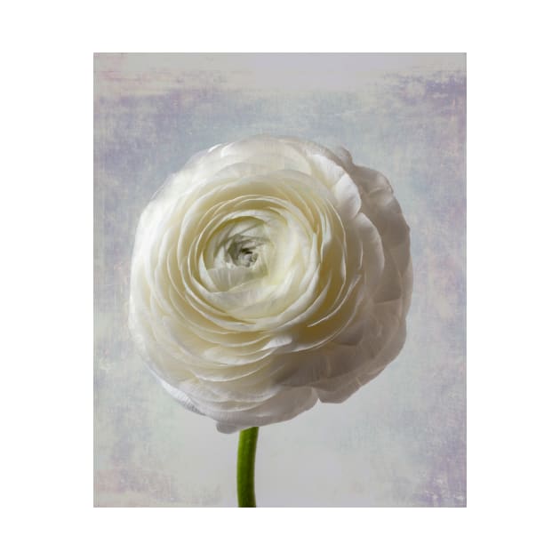 Soft Pastel White Ranunculus Flower by photogarry
