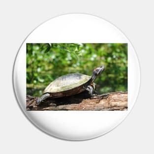 Red-eared slider (Trachemys scripta elegans) Pin