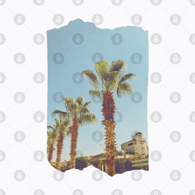 Pretty picture of a Palm Tree. Pretty Palm Trees Photography design with blue sky by BoogieCreates