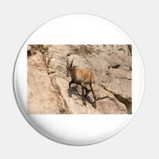 Ibex on a cliff Pin