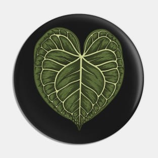 Anthurium Clarinervium Big Leaf Pin