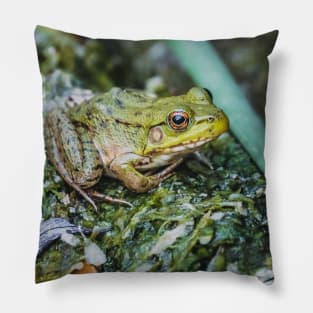 Green Frog, Green Cloak Photograph Pillow