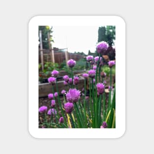 Fresh edible chive blossoms Magnet