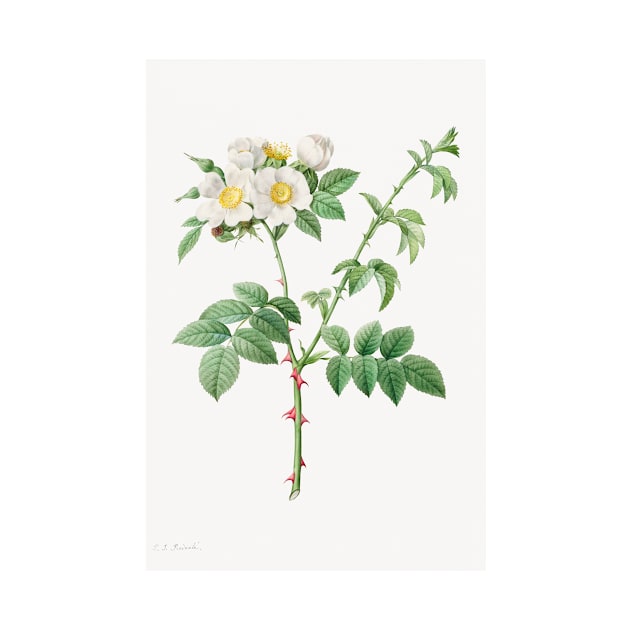 Brier Bush Rose or Dog Rose (Rosa Leucantha) (1817–1824) by Pierre-Joseph Redouté and Henry Joseph Redouté by Elala