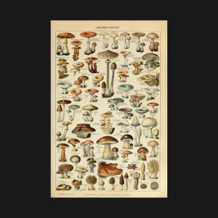 Adolphe Millot Fruits Champignons Chart Illustration - Mushrooms T-Shirt