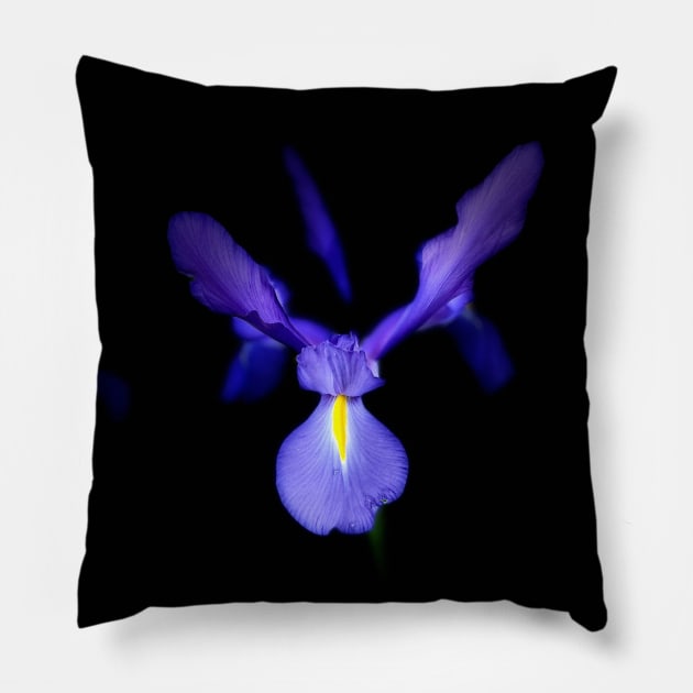 Blue Magic Dutch Iris Pillow by LeanneAllen