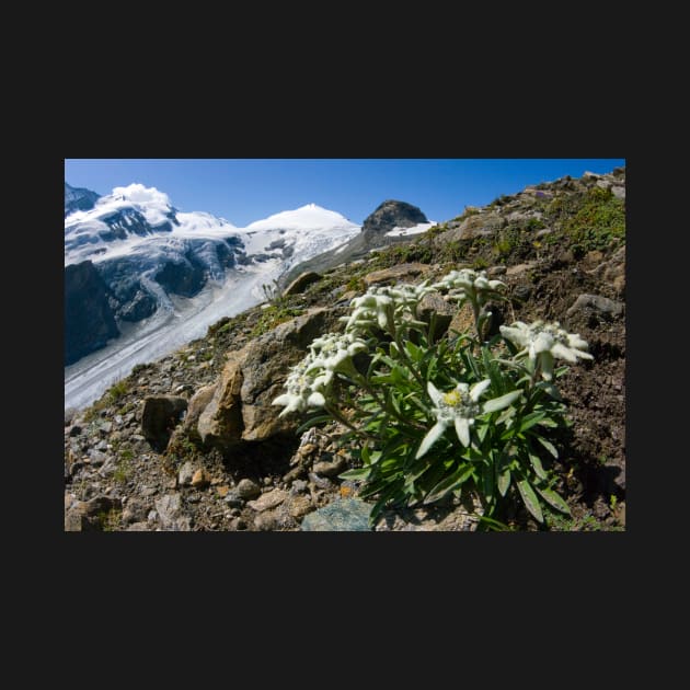 Edelweiss and glacier (C007/0409) by SciencePhoto