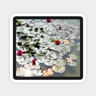 lily Pond Silvered by the Sun Magnet