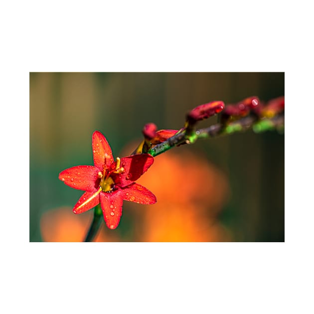 Red Crocosmia with Yellow Stripe by blossomcophoto